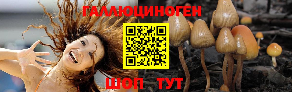 Псилоцибиновые грибы Psilocybe Великий Новгород