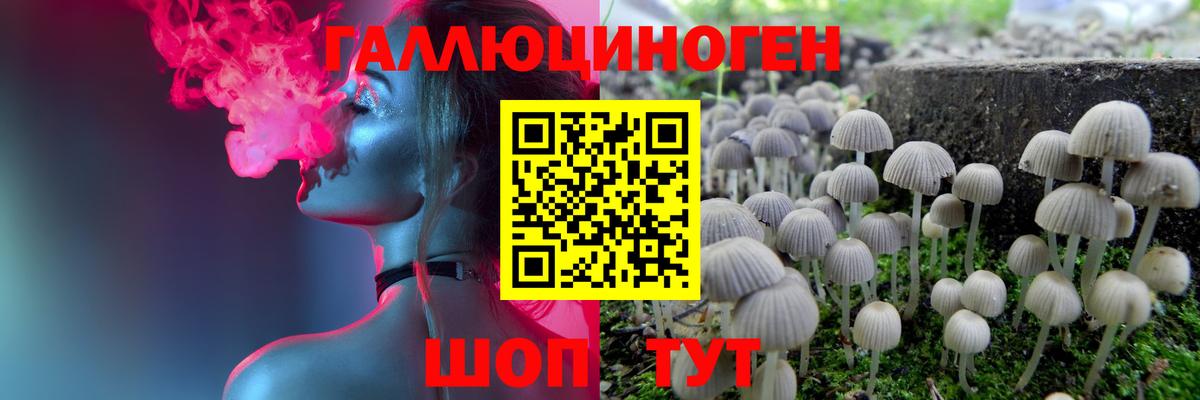 Галлюциногенные грибы Psilocybe Великий Новгород